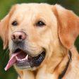 Община Девин с важна информация за собствениците на домашни кучета