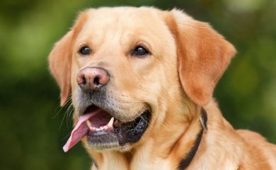 Община Девин с важна информация за собствениците на домашни кучета