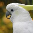 Смолянското село Соколовци има приют за птици