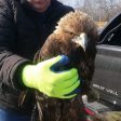 Спасиха рядък скален орел край път в Родопите