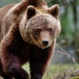 Експерти отговарят на важни въпроси за мечките