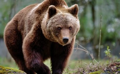 Щети от мечки: Причини, предпазни мерки и обезщетения