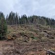 Усвояват пострадалата дървесина от ветровала на територията на ЮЦДП