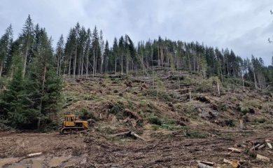 Усвояват пострадалата дървесина от ветровала на територията на ЮЦДП