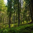 Ново сдружение „Устойчиви гори” обедини интересите в горския сектор