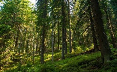 Парламентът отхвърли промените в Закона за горите