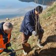 Засадиха дръвчета по брега на язовир Доспат