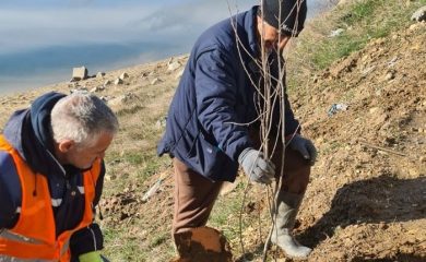 Засадиха дръвчета по брега на язовир Доспат