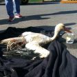 Спасиха щъркел, паднал в пречиствателната станция на Златоград