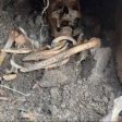 Археолози правят разкопки на средновековната гробница край Неделино