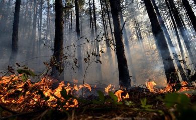 Горски пожар между Средногорци и Рудозем вдигна на крак огнеборци
