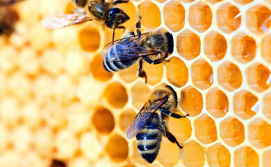 Пчели излизат от кошерите заради топлата зима в Родопите