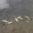 РИОСВ: Констатирано е заустване на отпадъчни води в река Черна