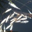 Екоинспекцията реагира на сигнал за мъртва риба в река Девинска