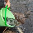 Зарибяват с балканска пъстърва река Девинска