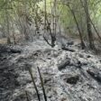 Горският пожар край Хвойна е локализиран