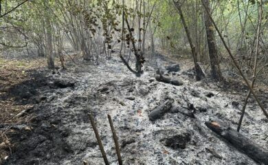 Горският пожар край Хвойна е локализиран