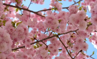 Приказни японски вишни ще красят Чепеларе