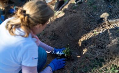 Опожарената гора в зона Сечемека край Девин се възстановява успешно