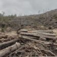 Продължава усвояването на пострадалата дървесина от ветровала в Родопите