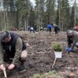Засадиха 2400 фиданки смърч в пострадала от буря гора край Доспат