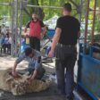 Животновъди в Чепеларе показаха различни техники за стригане на овце