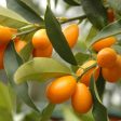 В Неделино отглеждат лимони и портокали, дори кумкуат