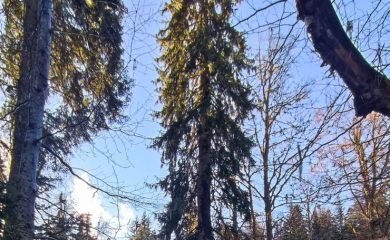 Три забележителни дървета край село Стойките са обявени за вековни
