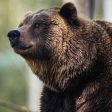 Причини, предпазни мерки и обезщетения за щети от мечки