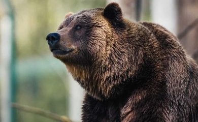 Мечки в Родопите: Предпазни мерки, щети и причини за нападения