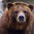 РИОСВ реагира на сигнали за набези на мечки в Смолянско
