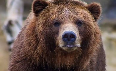 Еколози работят за намаляване на конфликта между мечката и човека