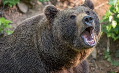 Нова серия от нападения нa мечки в Смолянско