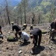 Залесиха 9 дка опожарени територии край чепеларското село Хвойна