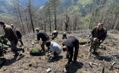 Залесиха 9 дка опожарени територии край чепеларското село Хвойна