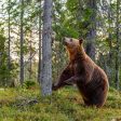 ЮЦДП-Смолян ще подобрява горски местообитания и хранителната база на мечките