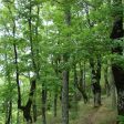 ЮЦДП-Смолян със сертификация за отговорно стопанисване на горите