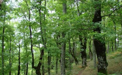 ЮЦДП-Смолян със сертификация за отговорно стопанисване на горите