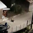 Мечка се разходи по улицата в Доспат