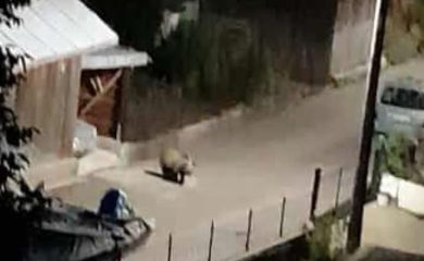 Мечка се разходи по улицата в Доспат