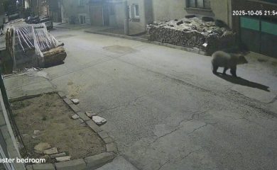 Мечка се разходи по улицата в доспатското село Бръщен