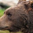 Нови правила за действие при навлизане на мечки в населени места
