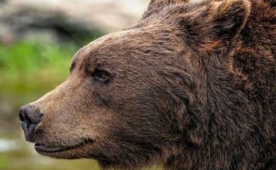 Екипи ще прогонват мечките от девинското село Гьоврен