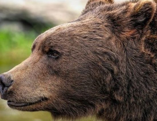 Екипи ще прогонват мечките от девинското село Гьоврен