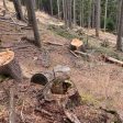 Установиха незаконна сеч на дървета в землището на село Проглед