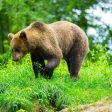 Екоинспекцията в Смолян реагира на сигнали за щети от мечки в Родопите