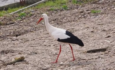 Щъркели долетяха в доспатското село Барутин за първа пролет