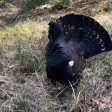 Родопските гори са дом на най-голямата популация на глухар в България