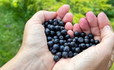 Боровинките са най-скъпият горски плод в Родопите