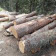 Горски инспектори от РДГ-Смолян разкриха незаконна сеч